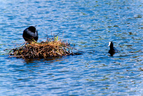 istock Coot, Filica atra, nesting on water 886229418