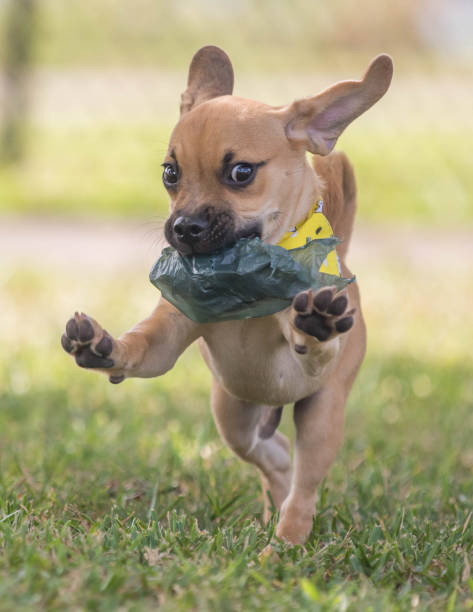 istock Puppy Jumping With Bag 886230000