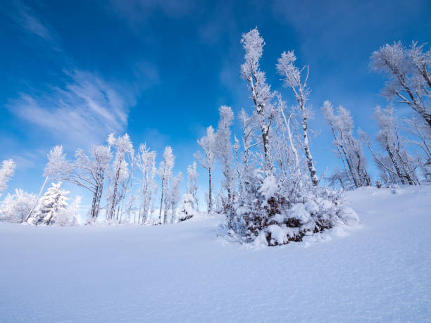 Cobertas de neve floresta, paisagem de inverno - foto de acervo