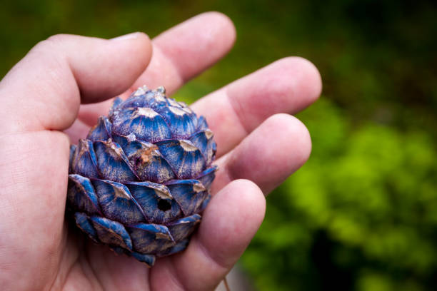 istock Cone of the Cembra Pine (Pinus cembra) 886232562