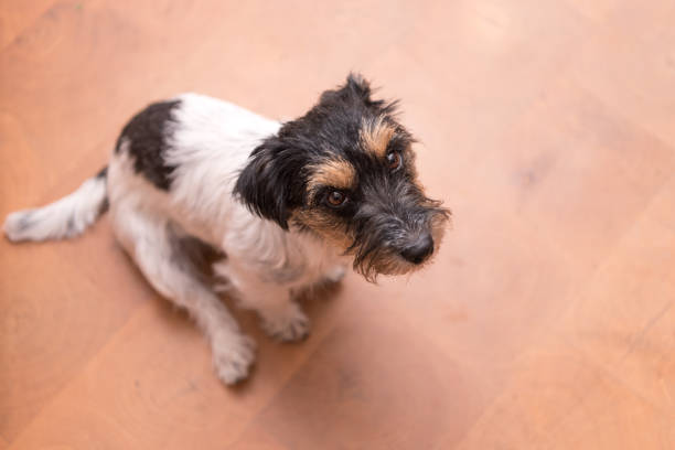 istock Cute Jack Russell Terrier dog is sitting on the floor 886232870