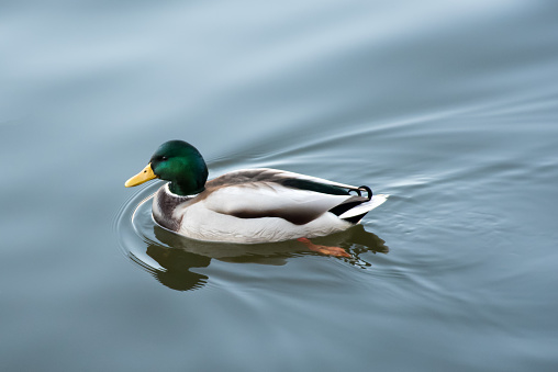 Portrait of mallard duck on the lake