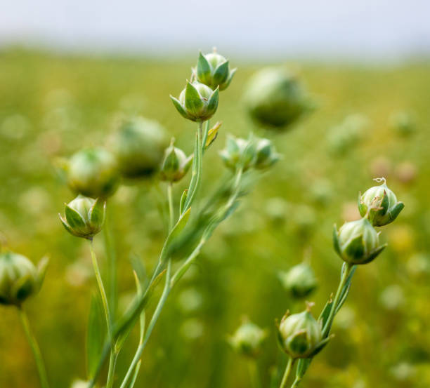 istock Green flax capsules in the field 886237900