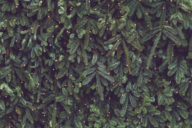 textura de pared decorada con guirnaldas y ramas de pino verde abeto, fondo de adornos de navidad - enfoque en primer plano fotos fotografías e imágenes de stock