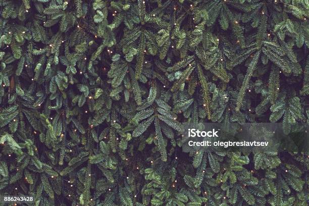 Texture Of Wall Decorated With Garlands And Green Pine Fir Branches Christmas Decorations Background Stock Photo - Download Image Now