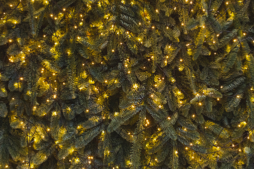 Texture of wall decorated with shining garlands lights and green pine fir branches, Christmas decorations background illuminated in evening
