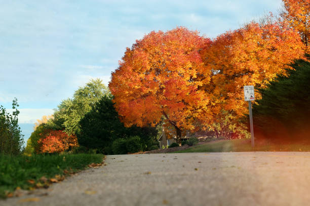 Looking up at the underneath of a tree with orange leaves