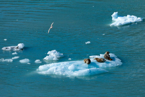 istock 3 sea lions on a iceblock 886244142