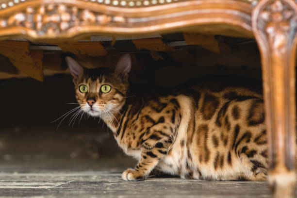 istock Front view at cute bengal cat lying under the chair on the floor looking at camera in studio 886244274