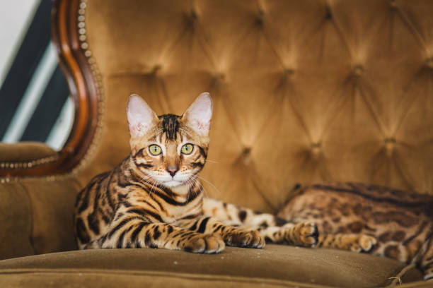 istock Front view at cute bengal cat lying under the sofa looking at camera in studio 886246344