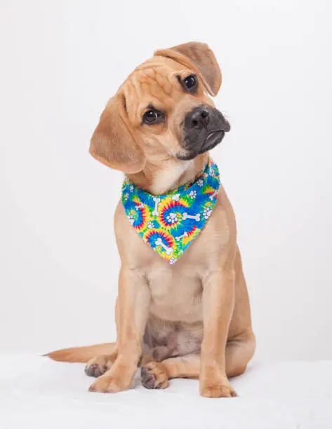 Photo of Dog Wearing Colorful Bandana