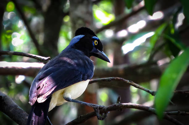 istock Plush-Crested Jay (Cyanocorax Chrysops) Standing on a Tree in its Natural Habitat 886257840