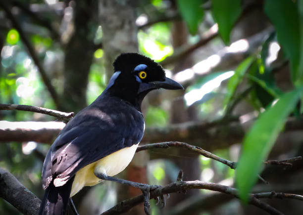istock Plush-Crested Jay (Cyanocorax Chrysops) Standing on a Tree in its Natural Habitat 886257846