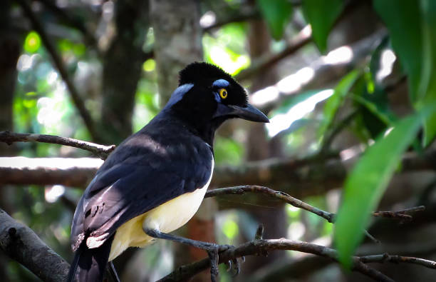 istock Plush-Crested Jay (Cyanocorax Chrysops) Standing on a Tree in its Natural Habitat 886257850