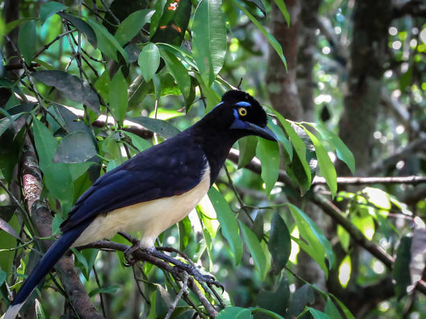 Plush-Crested Jay (Cyanocorax Chrysops) Standing on a Tree in its Natural Habitat