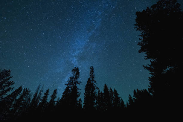 istock Milky Way Stars Over Tall Trees 886276054