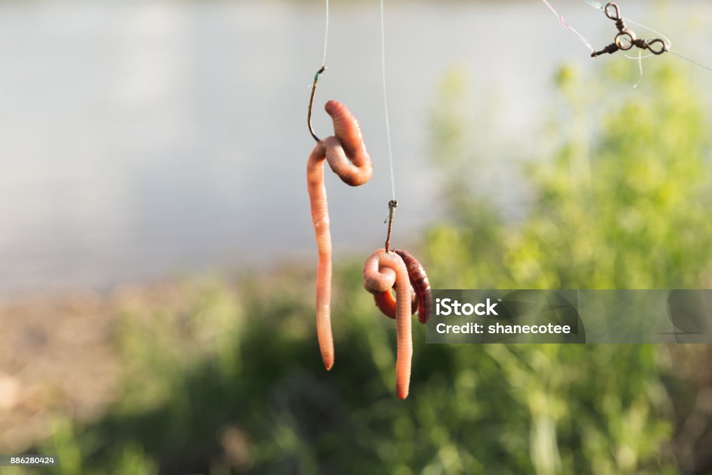 Fishing Worms On Hooks Stock Photo - Download Image Now
