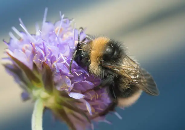 Photo of Bumble-bee feeding on field scabious, Knautia arvensis