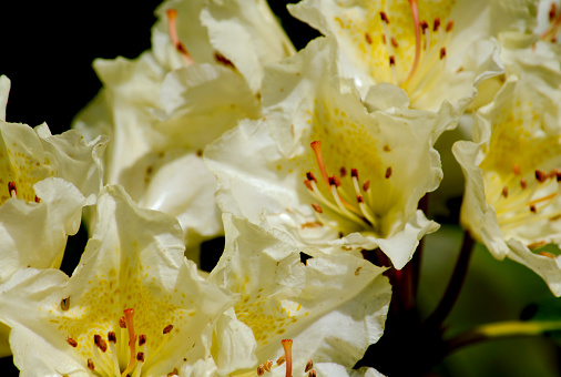 Narcissus is a perennial bulb plant that blooms in elegant white and yellow flowers from winter to spring.