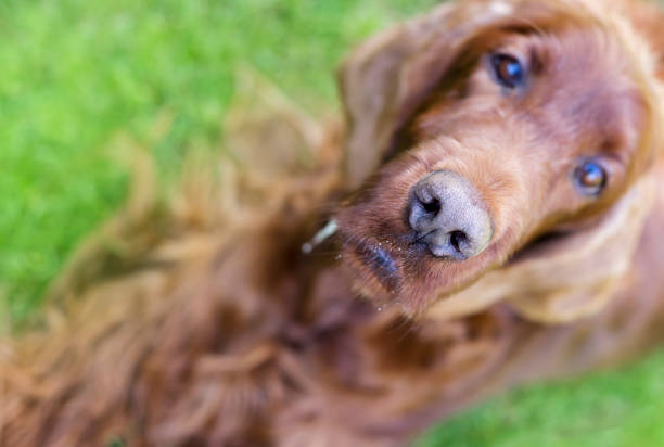 istock Nose of a curious dog 886287654