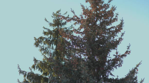 istock Man is Sawing a Fir Tree with a Chainsaw 886287850