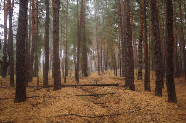istock Pines in the forest with misty morning 886297630