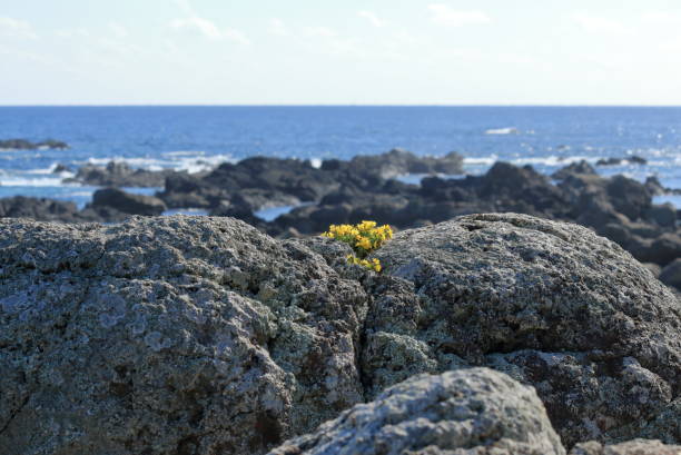 Location: Muroto City, Kochi Prefecture, Japan (Location: Muroto, Kochi, Japan).