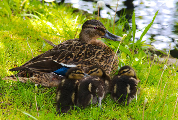 istock Female Mallard duck and 3 ducklings 886305514