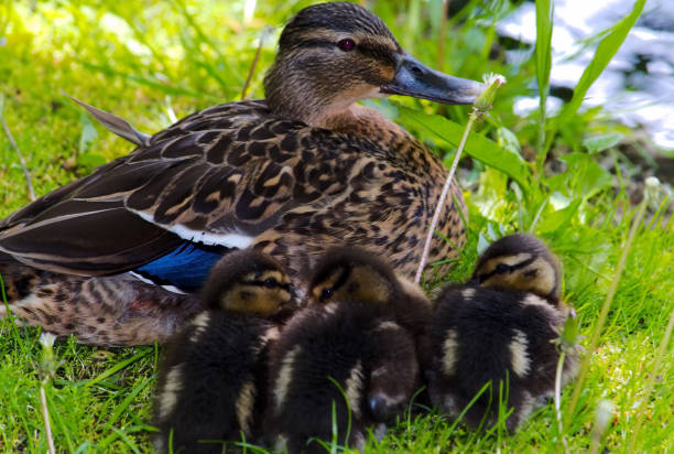 istock Female Mallard duck and 3 ducklings 886305592