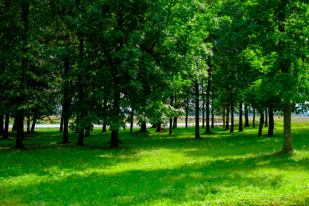 istock Sunrise in the beautiful park 886308178