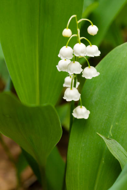 istock Lily of the valley 886308406