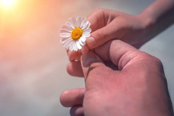 istock Boy's hand giving wild flower with love at sunset. 886316062