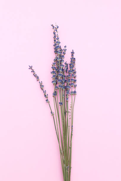 istock Twigs of lavender on a pink background. Minimalism 886316184