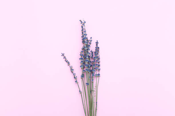 istock A bouquet of lavender on a pink background. Minimalism 886316190