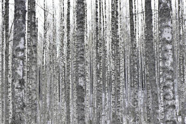 istock grey trunk of tree in forest nature landscape background 886316744