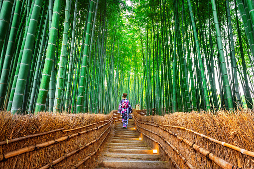 Bosque de bambú. Asia mujer vestida con kimono tradicional japonés en el bosque de bambú en Kyoto, Japón. photo