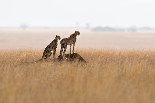 Two cheetahs on a termite mound watching for antelopes. Hunting behavior in Africa.