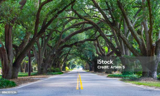Avenue Of Oaks South Boundary Aiken Sc Stock Photo - Download Image Now - Oak Tree, Tree Canopy, Road