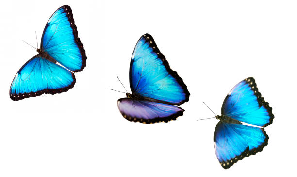Strategy with Butterflies