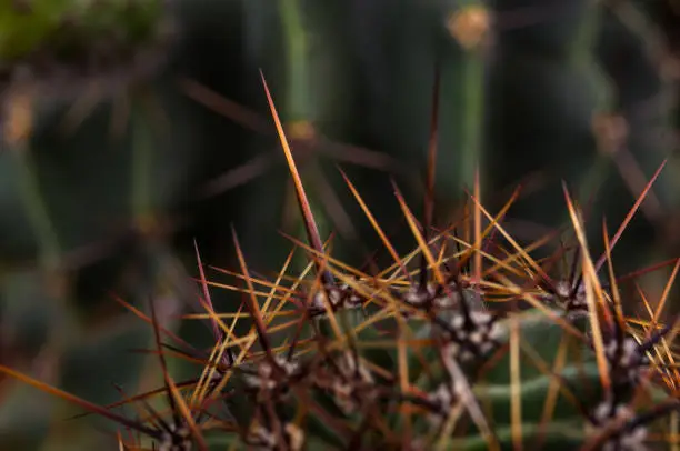Cactus echinopsis tubiflora, selective soft focus, black background