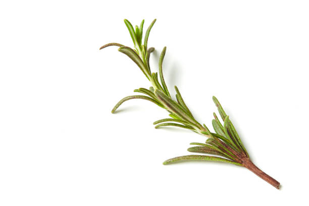 istock Fresh rosemary isolated on a white background 886357566