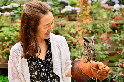 Japanese woman is holding a northern white-faced owl, named Pon-chan, at Fuji Kachoen (Flowers & Birds) Garden Park, Fujinomiya City, Shizuoka Prefecture.