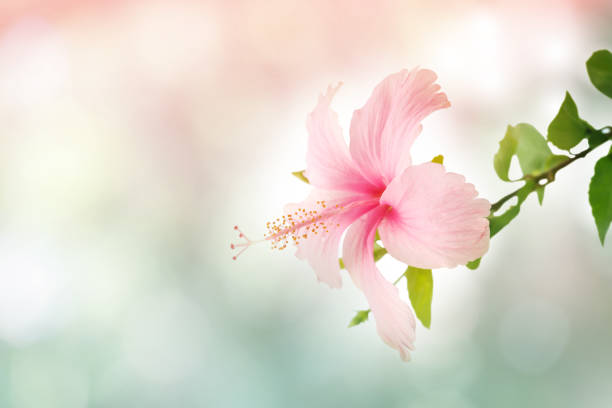 Sweet pink Hibiscus Flower soft focus on natural bokeh background. Hibiscus Flower in soft focus.