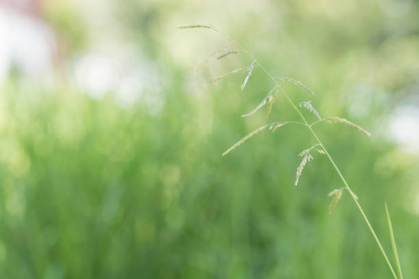 istock flowers in soft warm light. Autumn blur natural background. 886394260