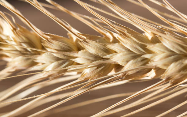 istock ears of wheat . macro 886394312
