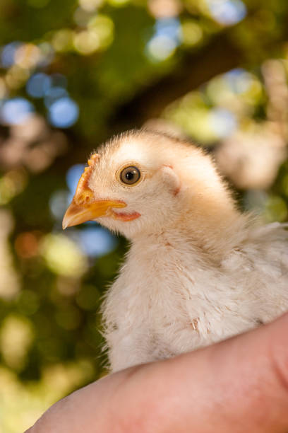 istock Man holding a baby chicken in his hands 886395002