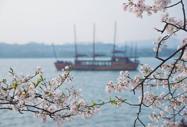 The oriental cherry is in full blossom