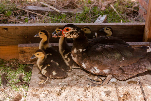 Family of ducks