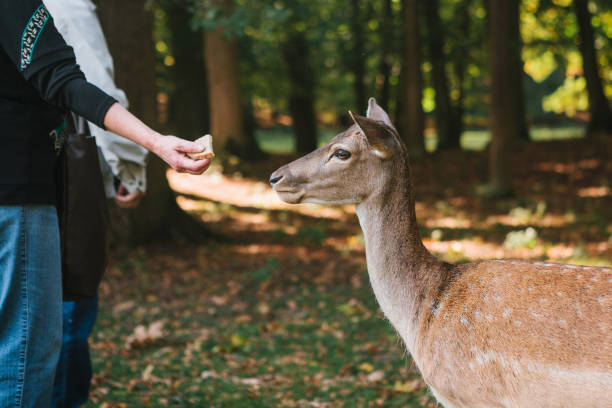istock Volunteers feed young wild deer in the forest. Caring for animals. 886399342