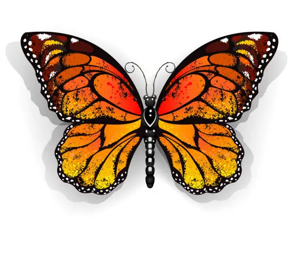 Vector illustration of Orange butterfly monarch